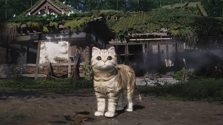 where winds meet pet