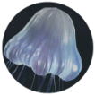 once human polar jelly